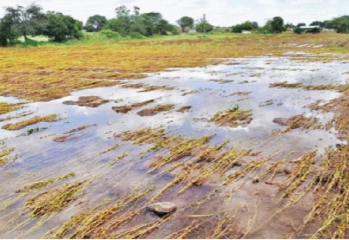 Over 17 lakh hectares of crops destroyed due to heavy rains marathwada affected most pdc | Heavy Rain in Maharashtra : अतिवृष्टीने तब्बल १७ लाख हेक्टरवरील पिकांची नासाडी Over 17 lakh hectares of crops destroyed due to heavy rains marathwada affected most pdc | Heavy Rain in Maharashtra : अतिवृष्टीने तब्बल १७ लाख हेक्टरवरील पिकांची नासाडी