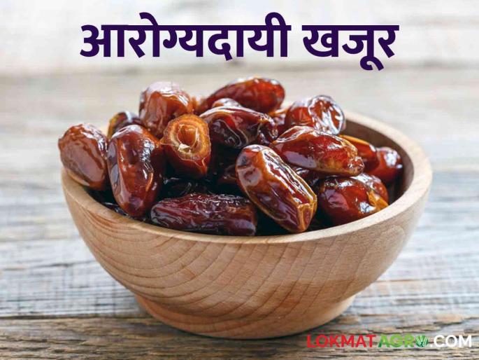 After reading the nutritional content of dates, you will also be surprised; These are the properties of just one dates fruits | खजुराचे पोषक तत्वे वाचून तुम्हीही म्हणाल; अबब अवघ्या एका खजुराचे किती हे गुणधर्म After reading the nutritional content of dates, you will also be surprised; These are the properties of just one dates fruits | खजुराचे पोषक तत्वे वाचून तुम्हीही म्हणाल; अबब अवघ्या एका खजुराचे किती हे गुणधर्म