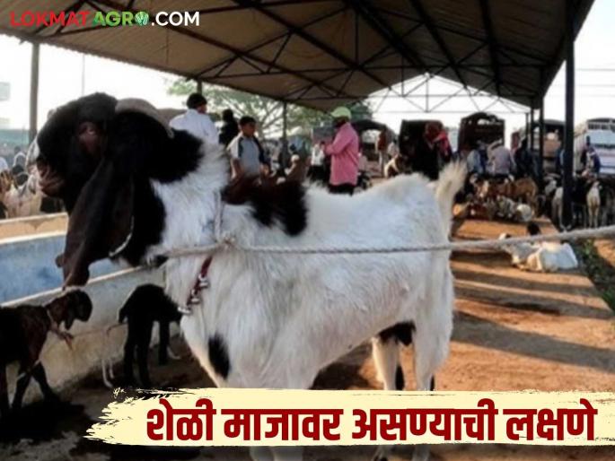 Latest News Goat farming Symptoms of reproductive cycle in goats read in detail | Goat Farming : 'ही' लक्षणे दिसल्यास समजून जा, शेळी हिटवर आली, वाचा सविस्तर  Latest News Goat farming Symptoms of reproductive cycle in goats read in detail | Goat Farming : 'ही' लक्षणे दिसल्यास समजून जा, शेळी हिटवर आली, वाचा सविस्तर
