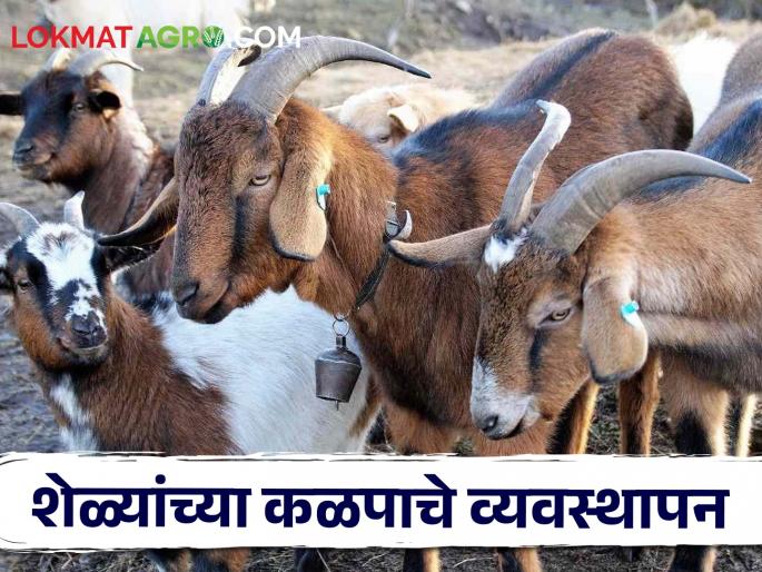Latest News Goat Farming techniques Do this things to avoid losses in goat farming know in detail | Goat Farming Techniques : शेळीच्या गोठ्यात दर 3 महिन्यांनी 'हे' काम करा, अन्यथा... जाणून घ्या सविस्तर 