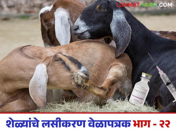 Latest news Sheli Palan Keep a vaccination schedule ready in goat farming business Read in detail | Goat Farming Disease : शेळीपालन व्यवसायात लसीकरण वेळापत्रक तयार ठेवा, अन्यथा.... वाचा सविस्तर  Latest news Sheli Palan Keep a vaccination schedule ready in goat farming business Read in detail | Goat Farming Disease : शेळीपालन व्यवसायात लसीकरण वेळापत्रक तयार ठेवा, अन्यथा.... वाचा सविस्तर