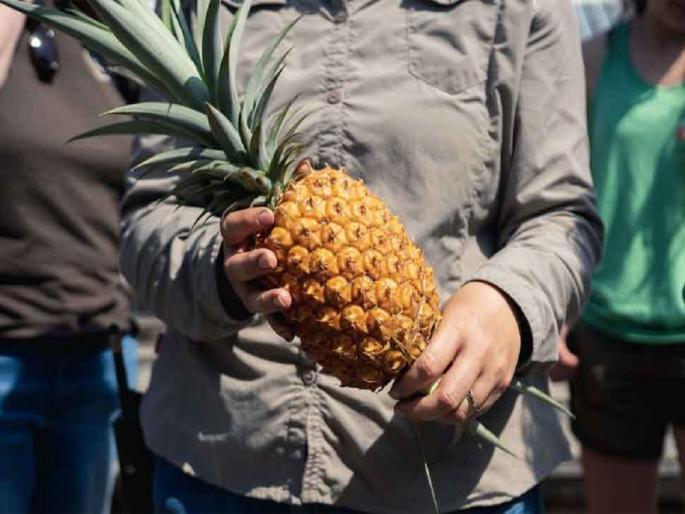 heligan pineapple is the worlds most expensive pineapple the price will surprise you | 'हे' आहे जगातील सर्वात महाग अननस, किंमत जाणून तुम्हालाही वाटेल आश्चर्य! heligan pineapple is the worlds most expensive pineapple the price will surprise you | 'हे' आहे जगातील सर्वात महाग अननस, किंमत जाणून तुम्हालाही वाटेल आश्चर्य!