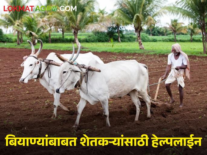 Latest News Helpline for farmers to complain about seeds, save helpline number  | Helpline Number : शेतकऱ्यांना बियाण्यांबाबत तक्रारीसाठी हेल्पलाईन, 'हा' नंबर सेव्ह कराच!  Latest News Helpline for farmers to complain about seeds, save helpline number  | Helpline Number : शेतकऱ्यांना बियाण्यांबाबत तक्रारीसाठी हेल्पलाईन, 'हा' नंबर सेव्ह कराच!
