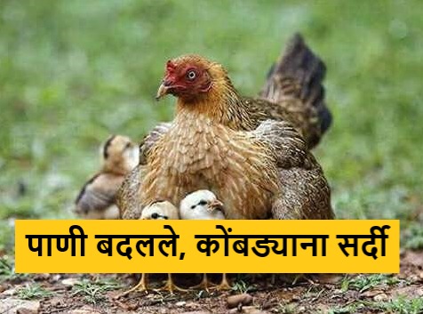 Latest News Water scarcity increased with heat, impact on poultry due to water changes | उष्णतेसह पाणी टंचाई वाढली, पाणी बदलामुळे कुक्कुटपालनावर परिणाम Latest News Water scarcity increased with heat, impact on poultry due to water changes | उष्णतेसह पाणी टंचाई वाढली, पाणी बदलामुळे कुक्कुटपालनावर परिणाम
