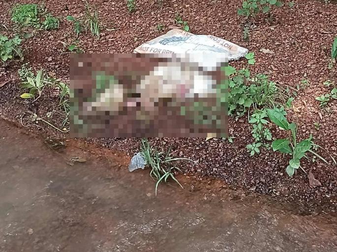 Kind of shocking! Dead chickens thrown directly into river at Dharbandoda in Goa, anger of locals | धक्कादायक! गोव्यात धारबंदोडा येथे मेलेल्या कोंबड्या थेट नदीत टाकल्या, स्थानिकांचा संताप Kind of shocking! Dead chickens thrown directly into river at Dharbandoda in Goa, anger of locals | धक्कादायक! गोव्यात धारबंदोडा येथे मेलेल्या कोंबड्या थेट नदीत टाकल्या, स्थानिकांचा संताप