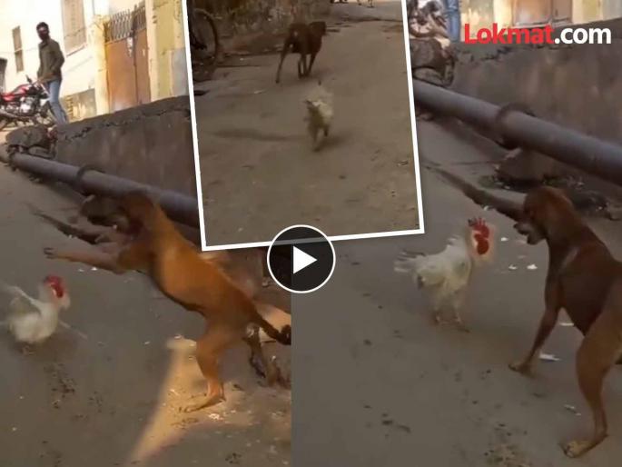 Viral Video : Dog and hen fight in market video goes viral watch it | VIDEO : कोंबडा आणि कुत्र्याचं तूफान भांडण, १० सेकंदात पलटली बाजी आणि मग... Viral Video : Dog and hen fight in market video goes viral watch it | VIDEO : कोंबडा आणि कुत्र्याचं तूफान भांडण, १० सेकंदात पलटली बाजी आणि मग...