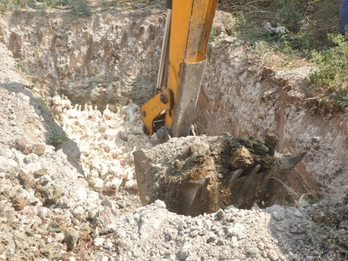 corona virus: poultry business in crisis; In Hingoli, 21,000 hens had to be buried | corona virus : संकटात सापडला पोल्ट्री व्यवसाय; हिंगोलीत २१ हजार कोंबडी पिल्लांना गाडावे लागले corona virus: poultry business in crisis; In Hingoli, 21,000 hens had to be buried | corona virus : संकटात सापडला पोल्ट्री व्यवसाय; हिंगोलीत २१ हजार कोंबडी पिल्लांना गाडावे लागले