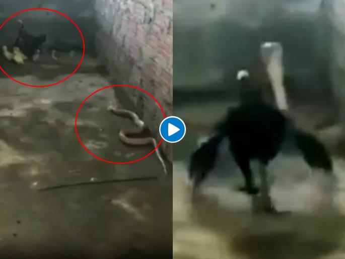 Video : Brave mom saves her chicks fighting a cobra video goes viral api | Video : पिल्लांना वाचवण्यासाठी थेट फणा काढलेल्या सापाशी भिडली कोंबडी, बघा अंगावर शहारा आणणारा व्हिडीओ! Video : Brave mom saves her chicks fighting a cobra video goes viral api | Video : पिल्लांना वाचवण्यासाठी थेट फणा काढलेल्या सापाशी भिडली कोंबडी, बघा अंगावर शहारा आणणारा व्हिडीओ!
