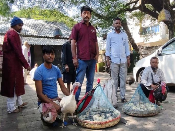 Boiler hen chicks sold under the name of turkey in Sangli | बनवाबनवी अशी ही बनवाबनवी; सांगलीत टर्की पक्ष्याच्या नावाखाली बॉयलर कोंबडीच्या पिलांची विक्री