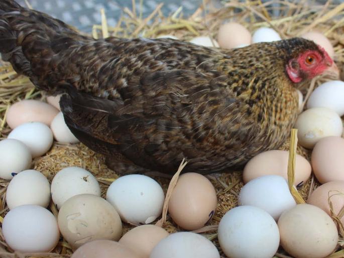 research hen came first or egg in world here is the right answer of question | जगात आधी कोंबडी आली की अंडं आलं? अखेर शास्त्रज्ञांना उत्तर मिळालं research hen came first or egg in world here is the right answer of question | जगात आधी कोंबडी आली की अंडं आलं? अखेर शास्त्रज्ञांना उत्तर मिळालं