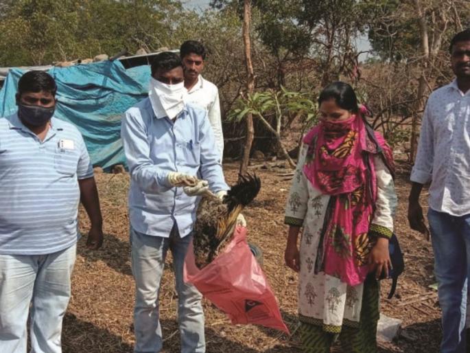 200 hens die suddenly in Bhankhed! | भानखेडमध्ये २०० देशी कोंबड्यांचा अकस्मात मृत्यू! 200 hens die suddenly in Bhankhed! | भानखेडमध्ये २०० देशी कोंबड्यांचा अकस्मात मृत्यू!