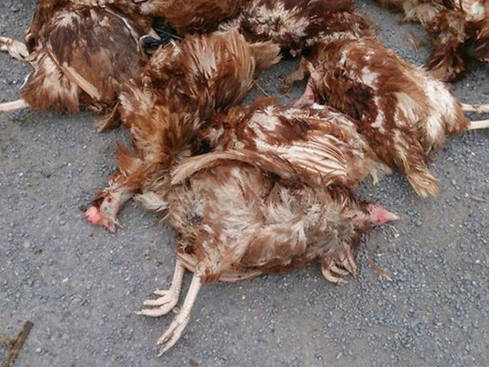 amid bird flu scare 350 hens died in Latur veterinary team collects medical sample | धाकधूक वाढली! लातूरमध्ये ३५० कोंबड्यांचा मृत्यू; कारण अद्याप अस्पष्ट amid bird flu scare 350 hens died in Latur veterinary team collects medical sample | धाकधूक वाढली! लातूरमध्ये ३५० कोंबड्यांचा मृत्यू; कारण अद्याप अस्पष्ट