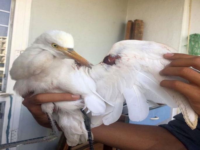 Nylon Cage Trap: Weekly Failure For 28 birds | नायलॉन मांजाचा सापळा : आठवड्यात २८ पाखरे जायबंदी