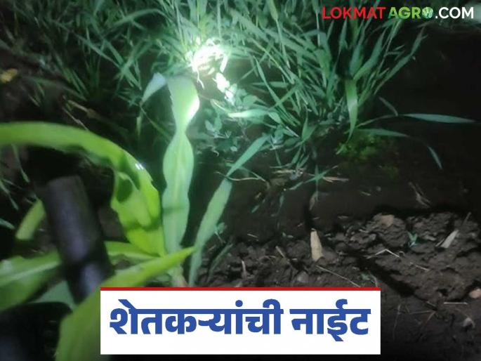 Latest News Agriculture News Farmers on night duty to water crops Power supply Down | Agriculture News : पिकांना पाणी देण्यासाठी शेतकरी नाइट ड्युटीवर, लाईटअभावी जीवघेणी कसरत  Latest News Agriculture News Farmers on night duty to water crops Power supply Down | Agriculture News : पिकांना पाणी देण्यासाठी शेतकरी नाइट ड्युटीवर, लाईटअभावी जीवघेणी कसरत