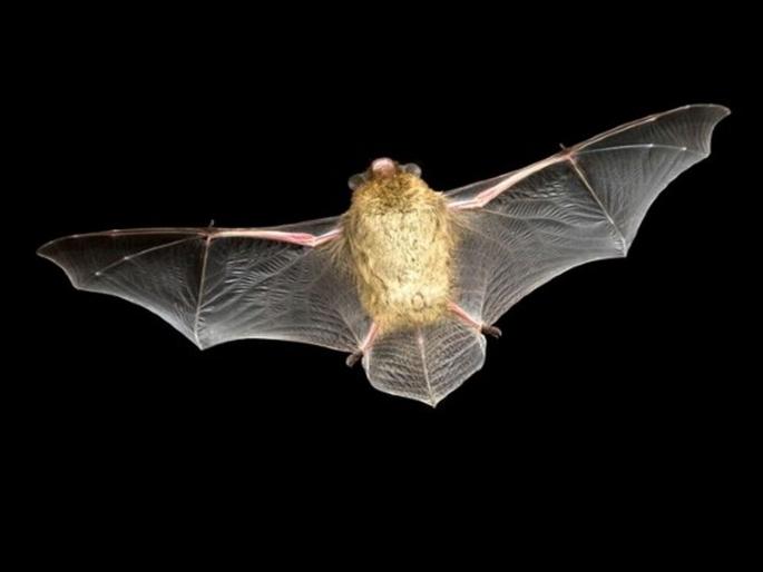 Bat travelled from UK to Russia, but got killed by a cat | वटवाघळाचा ब्रिटनहून रशियापर्यंत रेकॉर्डब्रेक प्रवास; पोहोचताच मांजरीच्या तावडीत सापडला