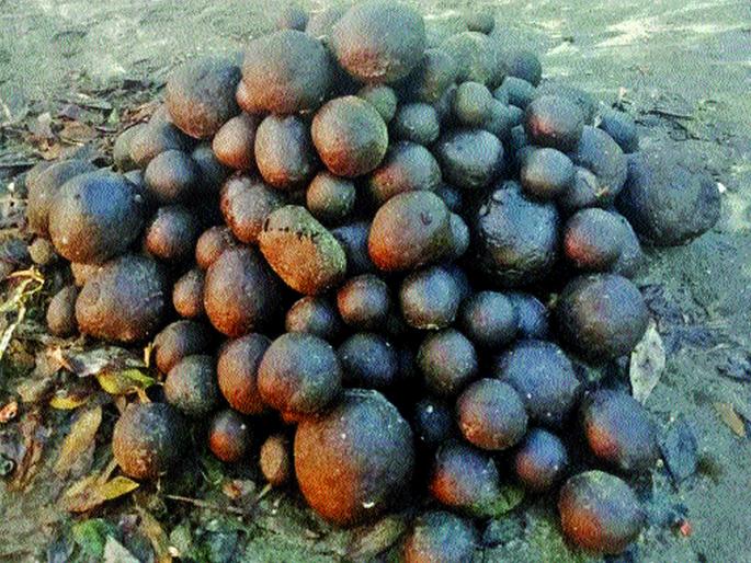 Water pollution caused by shoreline shore | किनाऱ्यावरील डांबरगोळ्यांमुळे जलप्रदूषण Water pollution caused by shoreline shore | किनाऱ्यावरील डांबरगोळ्यांमुळे जलप्रदूषण