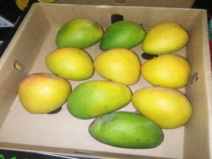 Mango from ‘Malawi’ enters Mumbai market; Rs.1200 per kg, tastes similar to hapus | ‘मलावी’मधील आंबा मुंबईच्या बाजारात दाखल; किलोचा दर १२०० रुपये, हापूससारखीच चव Mango from ‘Malawi’ enters Mumbai market; Rs.1200 per kg, tastes similar to hapus | ‘मलावी’मधील आंबा मुंबईच्या बाजारात दाखल; किलोचा दर १२०० रुपये, हापूससारखीच चव