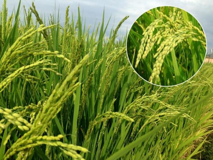 Malmal will make rice again; Farmers this year | पुन्हा भात करणार मालामाल; शेतकऱ्यांची यंदा खरिपातही पसंती Malmal will make rice again; Farmers this year | पुन्हा भात करणार मालामाल; शेतकऱ्यांची यंदा खरिपातही पसंती