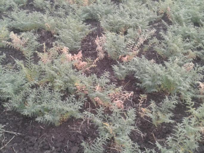 Fossil attack on harbhara; The result of a cloudy atmosphere | हरभऱ्यावर घाटेअळीचे आक्रमण; ढगाळ वातावरणाचा परिणाम Fossil attack on harbhara; The result of a cloudy atmosphere | हरभऱ्यावर घाटेअळीचे आक्रमण; ढगाळ वातावरणाचा परिणाम