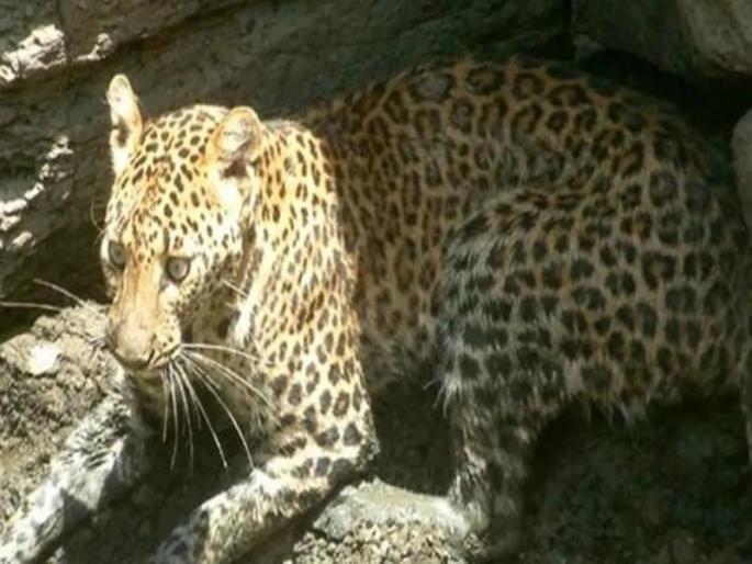 Leopard kills five-year-old boy; Attack on laborers during cane harvesting, incident in karad | बिबट्याने घेतला पाच वर्षीय मुलाचा बळी; ऊस तोड सुरू असताना मजुरांवर हल्ला, येणकेतील घटना Leopard kills five-year-old boy; Attack on laborers during cane harvesting, incident in karad | बिबट्याने घेतला पाच वर्षीय मुलाचा बळी; ऊस तोड सुरू असताना मजुरांवर हल्ला, येणकेतील घटना
