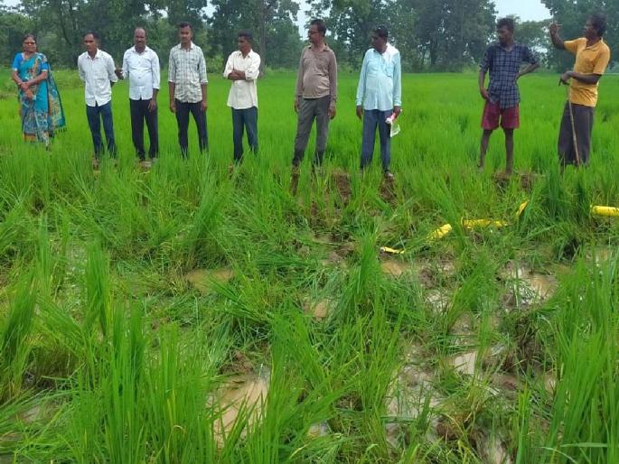 A herd of elephants trampled 50 acres of paddy | हत्तीच्या कळपाने ५० एकर धान तुडवले पायाखाली, शेतीसाहित्याचीही केली नासधूस A herd of elephants trampled 50 acres of paddy | हत्तीच्या कळपाने ५० एकर धान तुडवले पायाखाली, शेतीसाहित्याचीही केली नासधूस