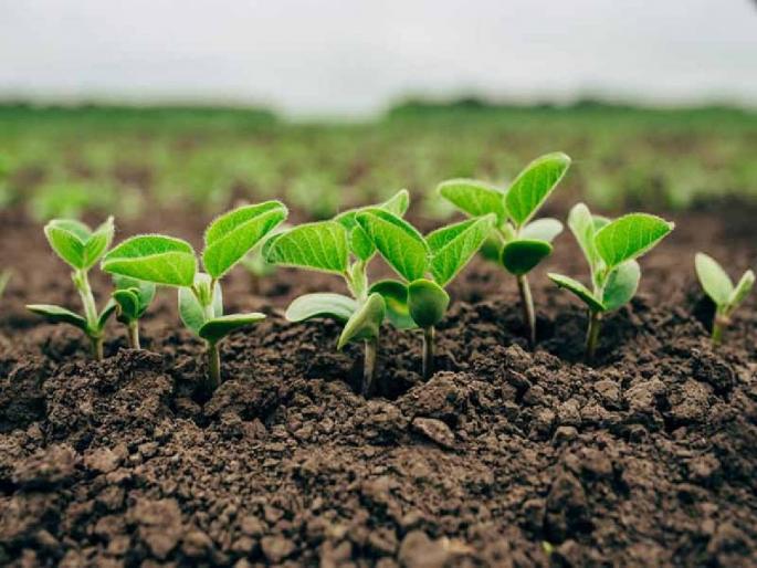 Are the crops infested with insects during the period of rain break? Do 'so' crop management | पावसाच्या खंडाने त्रासले शेतकरी, हवामान विभागाने केली पीक व्यवस्थापनासाठी शिफारस Are the crops infested with insects during the period of rain break? Do 'so' crop management | पावसाच्या खंडाने त्रासले शेतकरी, हवामान विभागाने केली पीक व्यवस्थापनासाठी शिफारस