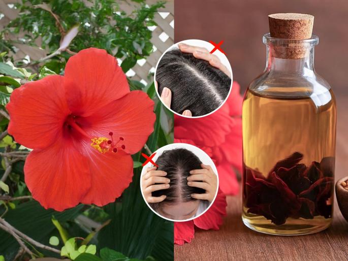 How to use hibiscus oil daily to stop hair fall Best natural remedy for hair fall and hair growth Does hibiscus flower oil really stop hair loss | रोज लावा जास्वंदीच्या फुलांचे ‘हे’ तेल- महिनाभरात दिसेल फरक, डोक्यावरचा एक केस गळणार नाही