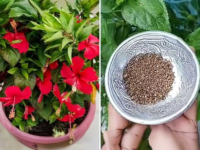 How To Grow Hibiscus Plant at Home : Which Fertilizer Is Good For Hibiscus Plant | जास्वंदाला पानंच खूप, फुलचं येत नाही? कुंडीत 'हा' पदार्थ घाला; लालबुंद जास्वंद भराभर येतील How To Grow Hibiscus Plant at Home : Which Fertilizer Is Good For Hibiscus Plant | जास्वंदाला पानंच खूप, फुलचं येत नाही? कुंडीत 'हा' पदार्थ घाला; लालबुंद जास्वंद भराभर येतील