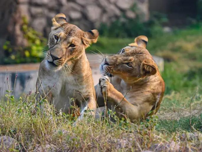 four lions corona positive in Spain Barcelona; zoo management in shock | CoronaVirus : चार सिंहाना कोरोनाने गाठले; मोठ्या झूमध्ये खळबळ उडाली four lions corona positive in Spain Barcelona; zoo management in shock | CoronaVirus : चार सिंहाना कोरोनाने गाठले; मोठ्या झूमध्ये खळबळ उडाली