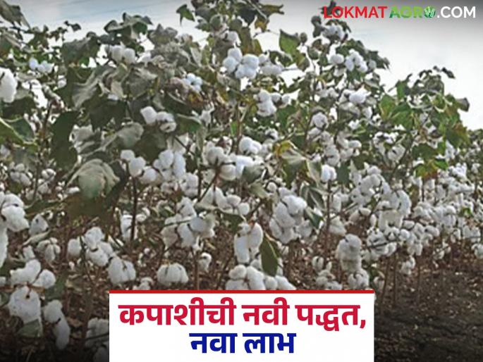 latest news High-density Cotton Cultivation New revolution in cotton: High-density cultivation experiments successful in Vidarbha Read in detail | High-density Cotton Cultivation : कपाशीची नवी क्रांती : विदर्भात अतिघनता लागवडीचे प्रयोग यशस्वी वाचा सविस्तर latest news High-density Cotton Cultivation New revolution in cotton: High-density cultivation experiments successful in Vidarbha Read in detail | High-density Cotton Cultivation : कपाशीची नवी क्रांती : विदर्भात अतिघनता लागवडीचे प्रयोग यशस्वी वाचा सविस्तर