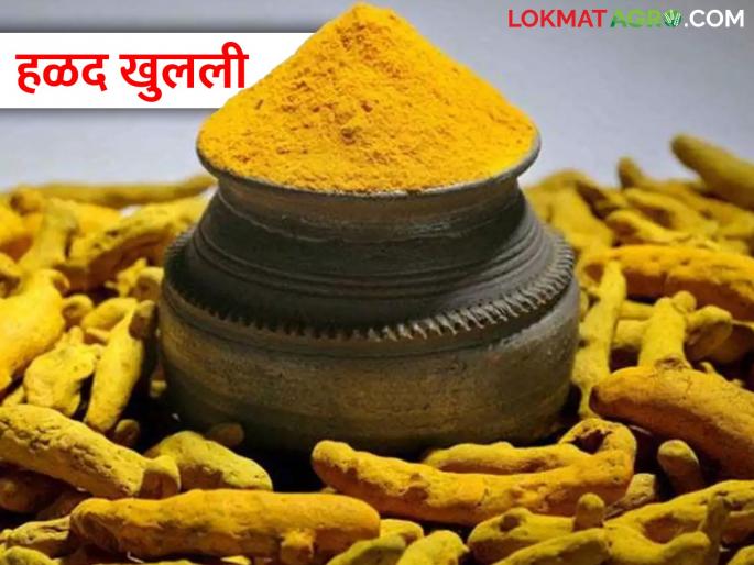 Turmeric received the highest price hike in last twelve years | हळदीला मिळाली बारा वर्षांतील उच्चांकी दरवाढीची झळाळी Turmeric received the highest price hike in last twelve years | हळदीला मिळाली बारा वर्षांतील उच्चांकी दरवाढीची झळाळी