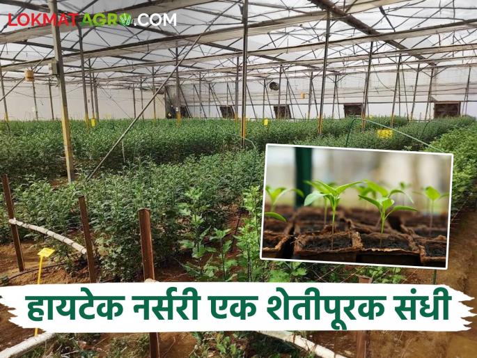 Hi-Tech Nursery; A great option for an agricultural supplementary business and self-employment | हायटेक नर्सरी; शेती पूरक व्यवसाय व स्वयंरोजगारासाठी उत्तम पर्याय Hi-Tech Nursery; A great option for an agricultural supplementary business and self-employment | हायटेक नर्सरी; शेती पूरक व्यवसाय व स्वयंरोजगारासाठी उत्तम पर्याय