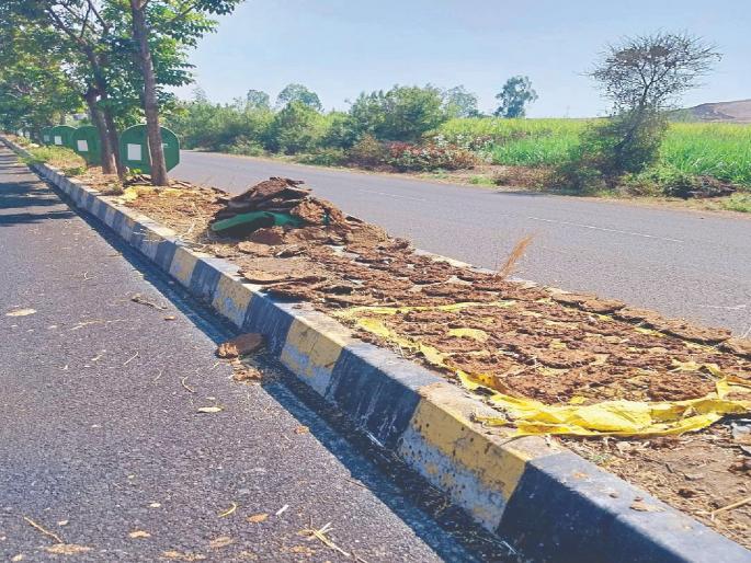The trees on the Dhebewadi Karad road were cut and planted with sheni | रस्ता दुभाजकातील झाडे तोडली; थापल्या गोवऱ्या The trees on the Dhebewadi Karad road were cut and planted with sheni | रस्ता दुभाजकातील झाडे तोडली; थापल्या गोवऱ्या