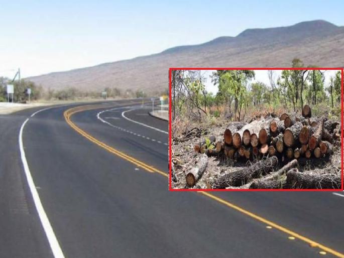 Biodiversity threatened by large scale deforestation for highways | मार्ग शक्तिपीठाचा, हानी पर्यावरणाची: झाडे तोडताना घाई, नवी लागवड मात्र नाही
