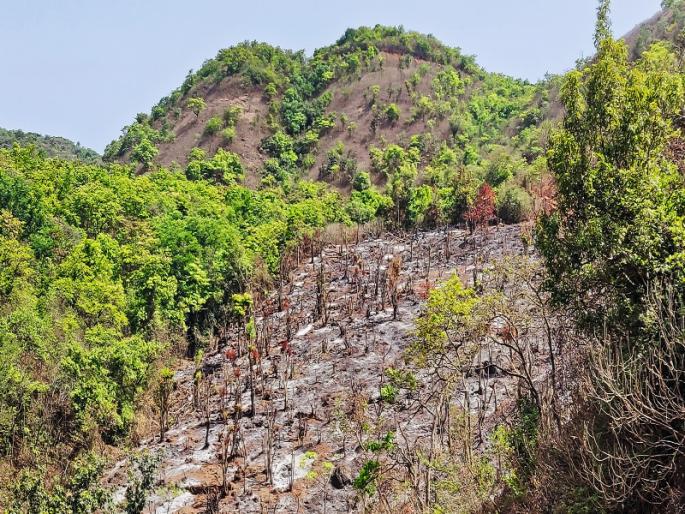 The mountains will no longer burn for the crop | नाचणीच्या पिकासाठी आता जळणार नाहीत डोंगर; वेल्हे तालुक्यातील डोंगर खाक होण्यापासून वाचणार