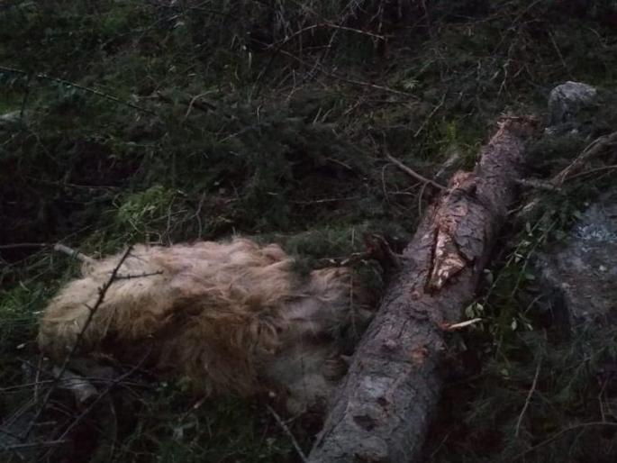 116 animals cattle herder died in himachal pradeshs kullu | हिमाचल प्रदेशात भूस्खलनामुळे गुराख्यासह 116 प्राण्यांचा मृत्यू