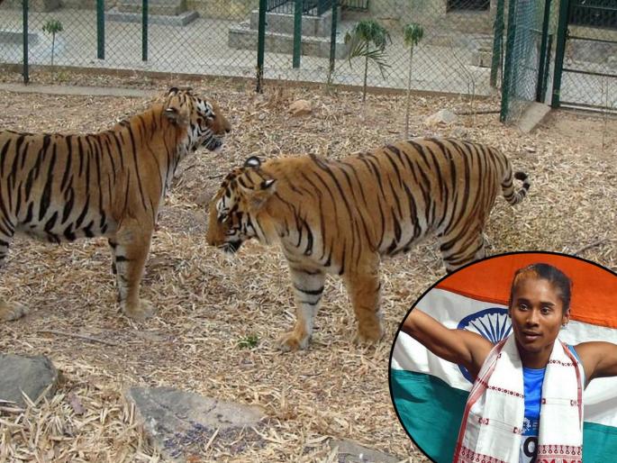 International Tiger Day: Tiger cub named after athlete Hima Das  | International Tiger Day: ...म्हणून वाघाच्या बछड्याला दिलं हिमा दासचं नाव International Tiger Day: Tiger cub named after athlete Hima Das  | International Tiger Day: ...म्हणून वाघाच्या बछड्याला दिलं हिमा दासचं नाव