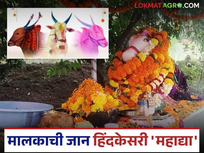 The twelfth death anniversary of this bull was celebrated; Kirtan and flower-throwing program was also organized | चक्क 'या' बैलाची साजरी केली बारावी पुण्यतिथी; कीर्तन आणि फुलं टाकण्याचाही कार्यक्रम