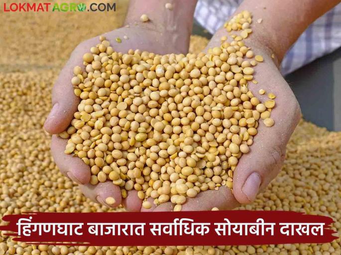 Soybean Market Rate : Entering Soybean Market in Vidarbha; Read what rates are available | Soybean Market Rate : विदर्भातील सोयाबीन बाजारपेठेत दाखल; वाचा काय मिळतोय दर