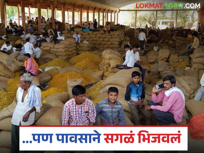 latest news Hingoli Bajar Samiti: We wanted to extract gold from Halad... but the rain soaked everything! Read in detail | Hingoli Bajar Samiti: हळदीतून सोने काढायचं होतं... पण पावसाने सगळं भिजवलं! वाचा सविस्तर