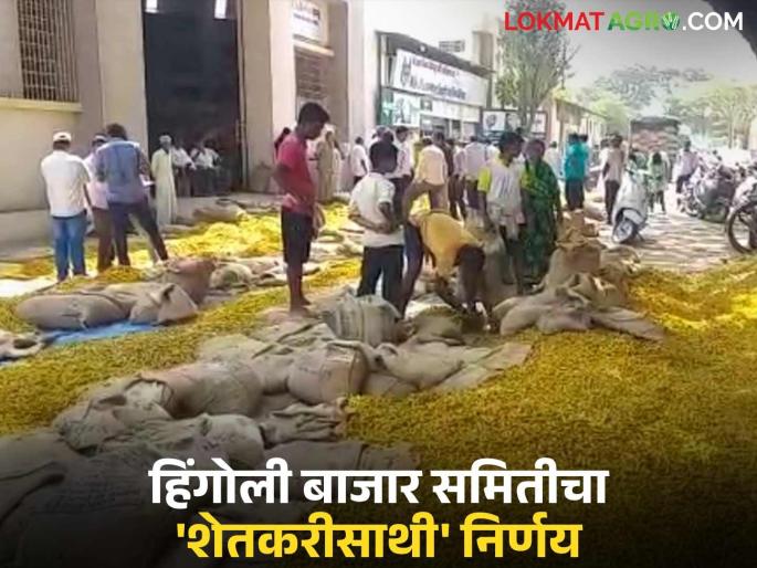 latest news Hingoli Bajar Samiti: Record arrival of Halad, threat of rain... Market Committee's 'Shetkari Saathi' decision! Read in detail | Hingoli Bajar Samiti : हळदीची विक्रमी आवक, पावसाचा धोका... बाजार समितीचा 'शेतकरीसाथी' निर्णय!वाचा सविस्तर