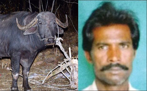 Hey ... The creator of the owner of the procession took the blood | हे मायेपोटी की...? दावणीच्या रेड्याने घेतला मालकाचाच जीव, हिंगोलीतील मन हेलावणारी घटना Hey ... The creator of the owner of the procession took the blood | हे मायेपोटी की...? दावणीच्या रेड्याने घेतला मालकाचाच जीव, हिंगोलीतील मन हेलावणारी घटना