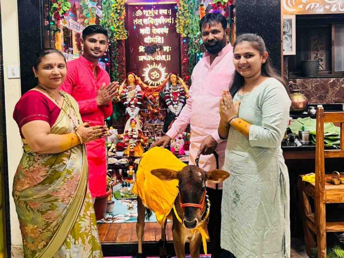 Family from Hingot will take a calf to Prayagraj for the Mahakumbh | आठ महिन्यांची 'चंद्रा' निघाली प्रयागराजला; विविध धार्मिक कार्यक्रमात नेहमी असतो सहभाग Family from Hingot will take a calf to Prayagraj for the Mahakumbh | आठ महिन्यांची 'चंद्रा' निघाली प्रयागराजला; विविध धार्मिक कार्यक्रमात नेहमी असतो सहभाग