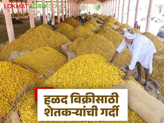 latest news Hingoli Bazaar Samiti: Farmers rush to sell Halad; 3-day wait at market yard Read in detail | Hingoli Bajar Samiti: हळद विक्रीसाठी शेतकऱ्यांची गर्दी; मार्केट यार्डात ३ दिवसांचा थांबा वाचा सविस्तर latest news Hingoli Bazaar Samiti: Farmers rush to sell Halad; 3-day wait at market yard Read in detail | Hingoli Bajar Samiti: हळद विक्रीसाठी शेतकऱ्यांची गर्दी; मार्केट यार्डात ३ दिवसांचा थांबा वाचा सविस्तर
