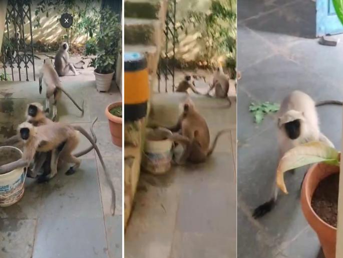 Hingoli: Monkeys took over Sengaon Health Office in the absence of staff | Hingoli: सेनगाव आरोग्य कार्यालयाचा कर्मचाऱ्यांच्या अनुपस्थितीत वानरांनी घेतला ताबा Hingoli: Monkeys took over Sengaon Health Office in the absence of staff | Hingoli: सेनगाव आरोग्य कार्यालयाचा कर्मचाऱ्यांच्या अनुपस्थितीत वानरांनी घेतला ताबा