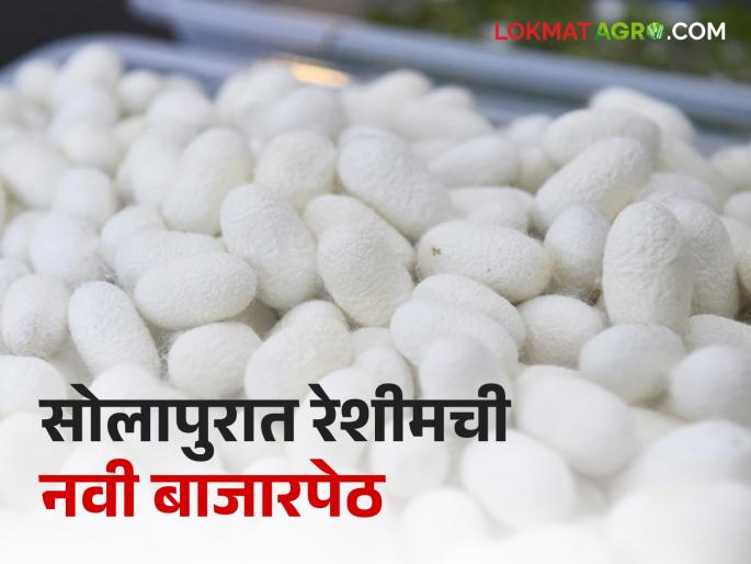 Good news for silk farmers; New market in Hiraj in Solapur for cacoons sale | रेशीम शेतकऱ्यांना आनंदाची बातमी; कोष विक्रीसाठी सोलापुरात हिरजमध्ये नवीन मार्केट