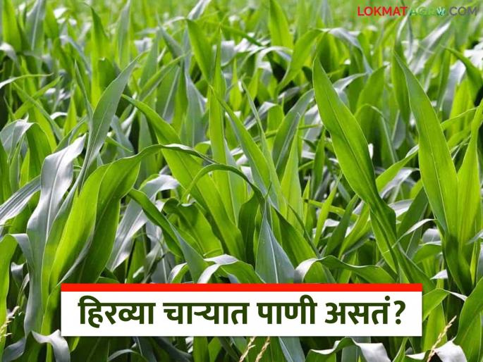 Latest News Green fodder to fill the water shortage in animals read in detail | Agriculture News : हिरव्या चाऱ्यामध्ये पाणी असतं का? उन्हाळ्यात जनावरांना फायद्याचं, वाचा सविस्तर  Latest News Green fodder to fill the water shortage in animals read in detail | Agriculture News : हिरव्या चाऱ्यामध्ये पाणी असतं का? उन्हाळ्यात जनावरांना फायद्याचं, वाचा सविस्तर