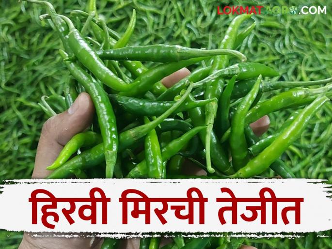 Hirvi Mirchi Bajar Bhav : Green Chilli market booming in Chakan Market Committee; How is the market price? | Hirvi Mirchi Bajar Bhav : चाकण बाजार समितीत हिरवी मिरची तेजीत; कसा मिळतोय बाजारभाव? Hirvi Mirchi Bajar Bhav : Green Chilli market booming in Chakan Market Committee; How is the market price? | Hirvi Mirchi Bajar Bhav : चाकण बाजार समितीत हिरवी मिरची तेजीत; कसा मिळतोय बाजारभाव?