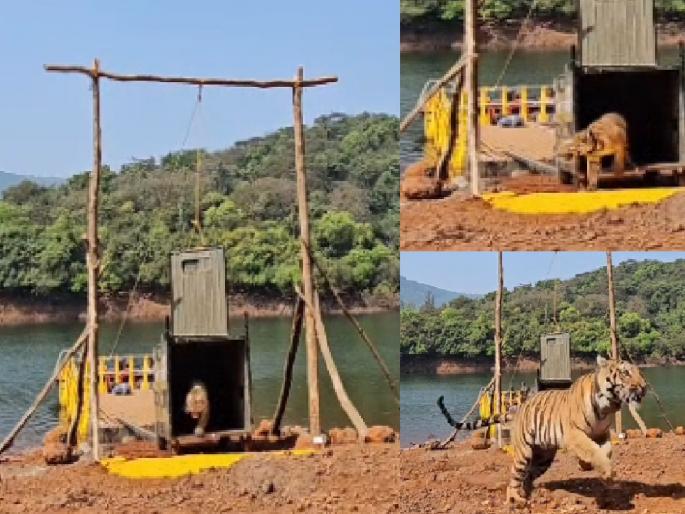 The Ladu tigress, brought from the Pench Tiger Reserve in Madhya Pradesh, was named Hirkani and released into its natural habitat in Koyna Sanctuary today | सह्याद्री व्याघ्र प्रकल्पात ‘हिरकणी’ दाखल; पेंचमधून आणलेल्या ‘लाडो’चे नामकरण, वाघांची संख्या झाली सहा The Ladu tigress, brought from the Pench Tiger Reserve in Madhya Pradesh, was named Hirkani and released into its natural habitat in Koyna Sanctuary today | सह्याद्री व्याघ्र प्रकल्पात ‘हिरकणी’ दाखल; पेंचमधून आणलेल्या ‘लाडो’चे नामकरण, वाघांची संख्या झाली सहा