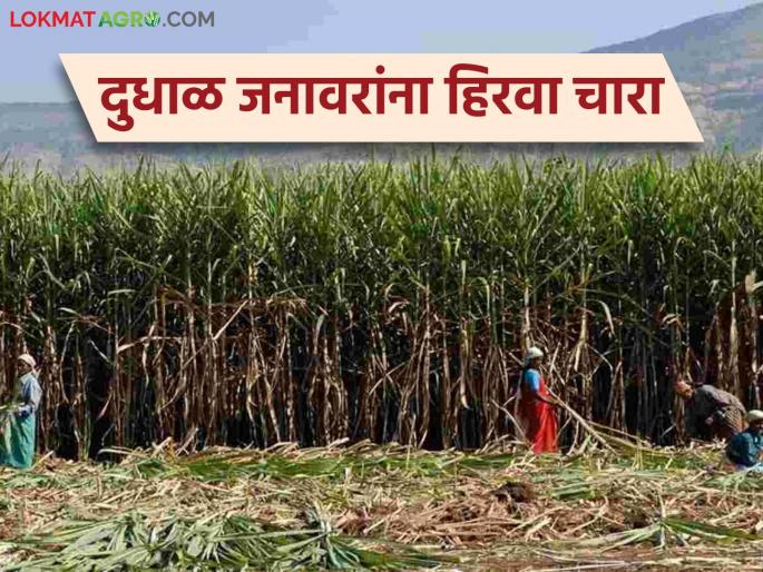 Sugarcane Fodder: latest news Dairy cattle are now comfortable; Sugarcane fodder is getting the highest price in the market | Sugarcane Fodder: दुभत्या जनावरांची झाली सोय; उसाच्या चाऱ्याला मिळतोय बाजारपेठेत सर्वाधिक दर
